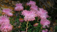 Isopogon