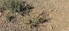 Grindelia hallii