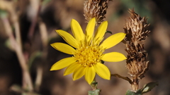 Grindelia hallii