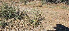 Grindelia hallii