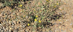 Grindelia hallii