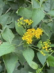Verbesina montanoifolia