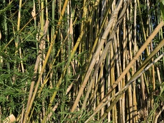 Bambusa pachinensis