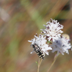 Acmaeodera solitaria