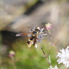 Megapterocheilus