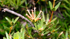 Lambertia multiflora