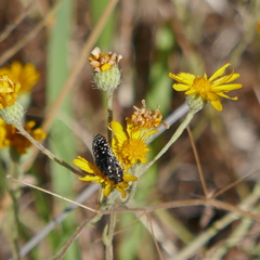Acmaeodera rubronotata