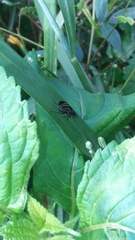 Tritoxa flexa