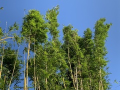 Bambusa pachinensis