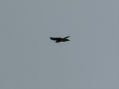 Accipiter