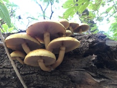 Pholiota