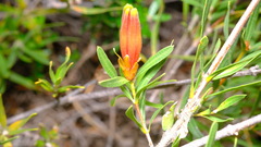Lambertia multiflora
