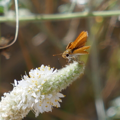 Copaeodes aurantiaca