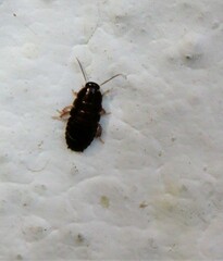 Pycnoscelus surinamensis