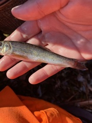 Catostomus catostomus