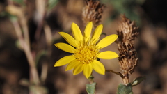 Grindelia hallii