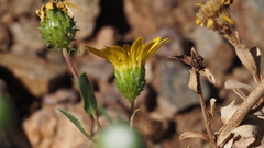 Grindelia hallii
