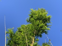 Bambusa pachinensis