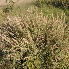 Sphaeralcea angustifolia