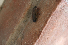 Pycnoscelus surinamensis