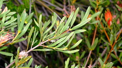 Lambertia multiflora