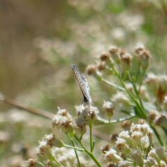 Leptotes marina