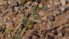 Grindelia hallii