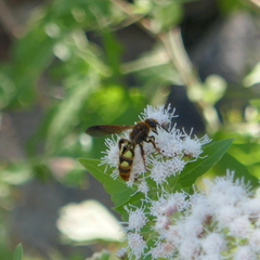 Xanthocampsomeris limosa