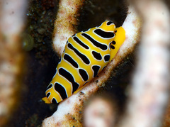 Cuspivolva tigris