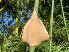 Bambusa pachinensis