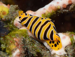 Cuspivolva tigris