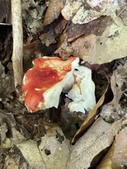 Russula rosacea