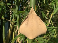 Bambusa pachinensis