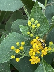 Xanthocampsomeris completa