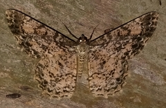 Epimecis