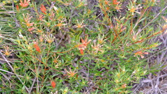 Lambertia multiflora
