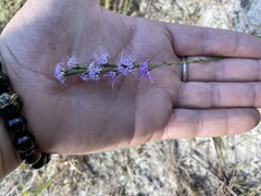 Liatris pilosa