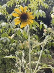 Tithonia tubaeformis