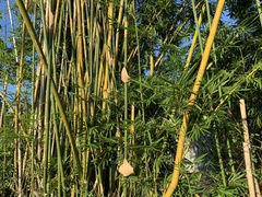 Bambusa pachinensis