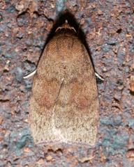 Austrocarea iocephala
