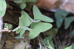 Oxalis latifolia