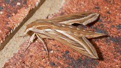 Hippotion celerio