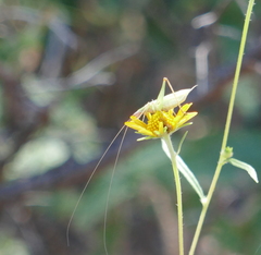 Oecanthus