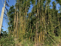 Bambusa pachinensis
