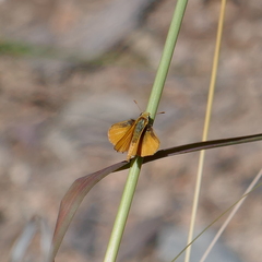 Copaeodes aurantiaca