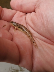 Etheostoma nigrum