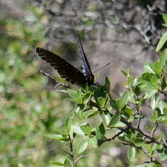 Limenitis arthemis arizonensis