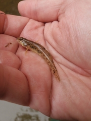 Etheostoma nigrum