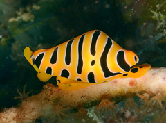 Cuspivolva tigris