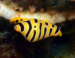 Cuspivolva tigris